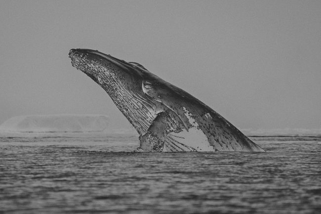 ANTARCTICA – ANTARCTIQUE