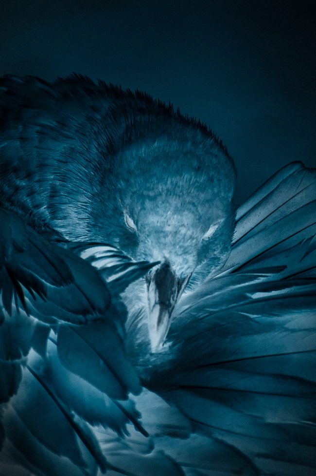 A l’éclipse du monde